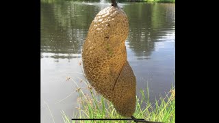 Fresh Water Bryozoans : Pectinatella Magnifica ~ With Twin Cities Adventures