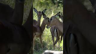 Impalas in Kruger National Park, South Africa.