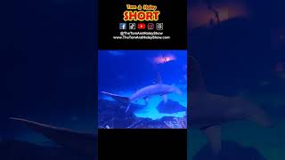 Hammerhead Shark Set To Eerie Music! Adventure Aquarium The Tom & Haley Show S24-C1 #Shorts