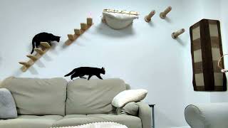 Self-made climbing wall for cats, DIY, climbing furniture #cat #catlover #funnycats