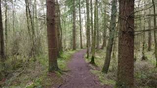 High Stand - A delightful coniferous woodland