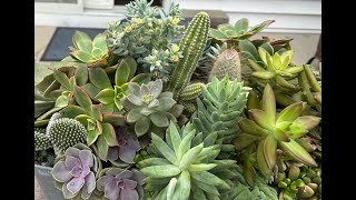 Resetting my succulent planter to overwinter