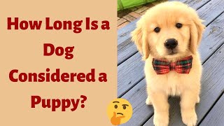 How Long Is A Dog Considered A Puppy? What are the Growth Cycles of Puppyhood?