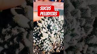 Suculentas peludas? #plantas #cactus #cuidadodeplantas #macetas #jardin