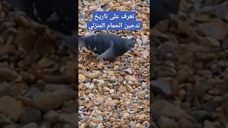 تعرف على تاريخ تدجين الحمام المنزلي.  🐦 🐦‍⬛ 🦜