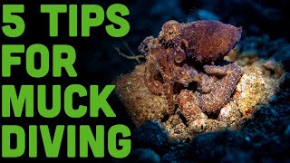 Dumaguete's Macro World Unleashed! 5 Must-Know Tips for Epic Muck Diving Madness