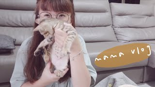 mama daily vlog #53 照顧小奶貓/UMI洗澡初體驗/淘寶沙發墊, 寵物包, 寵物睡墊