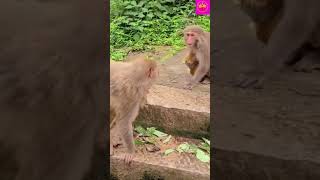 Monkey video 0.2#short #funny #shortvideo #animals #😆😁💕@bestshorts188