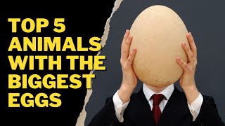 TOP 5 ANIMALS WITH THE BIGGEST EGGS