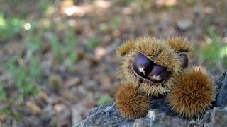 Un giorno ad Aritzo - Autunno in Barbagia - IntraCor - GoPro Sardegna