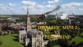 What happens When Peregrine Falcons Sees A DJI Mini 2 Drone 4K- Must Watch !!!!