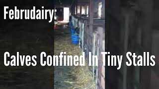 Baby Cows CONFINED in Calf Stalls in Dark Shed UK #Februdairy (Dairy Farming Reality) 7 #Shorts