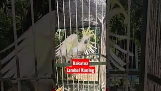 Kakatua Jambul Kuning