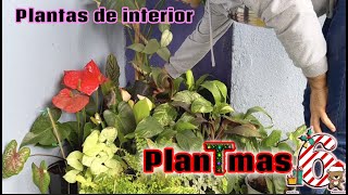 Plantmas 6. Como cuido plantas de interior. Había cientos de orquídeas en el vivero