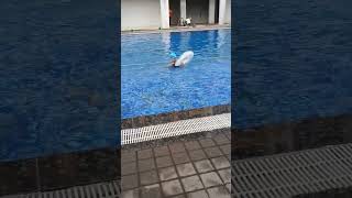 Best under water//Swimming pool#💧💧#short video #pani Pani