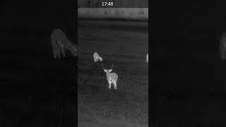 Fallow deer rut in thermal scope 🦌