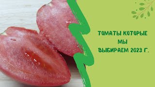 🍅🍅🍅Томаты которые мы выбираем  2023 г.