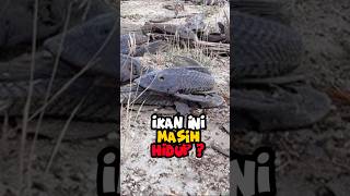 Alasan Ikan Kering Ini Bisa Hidup Lagi