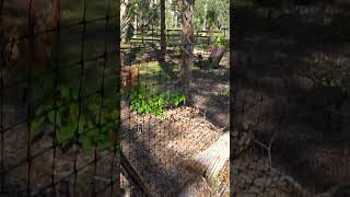 The Critter Fence has been very successful at keeping Deer out!