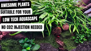 LOW TECH AQUASCAPING| AQUARIUM PLANTS | NO CO2 INJECTION REQUIRED