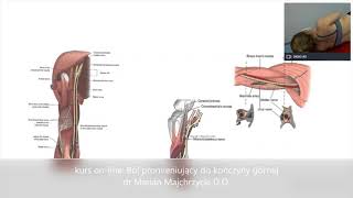 kurs on line: Ból promieniujący do kończyny górnej- anatomia 1