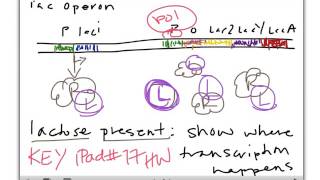 lect capt lac operon key