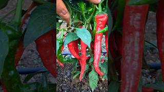 #hotpepper #chilli #farmer #agriculturefarming