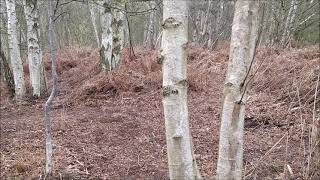 Biogeography Lesson: Birch Trees