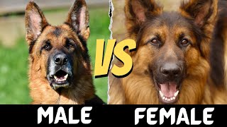 Male VS Female German Shepherd | Difference between Male and Female German Shepherd