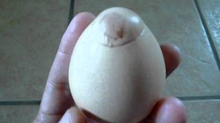 WEIRD EGG (egg oddity #1)