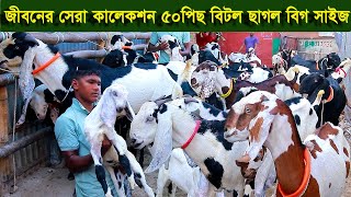 জীবনের সেরা কালেকশন ৫০ পিছ বিটল ছাগল হাই কোয়ালিটি বিগ সাইজ goat farm