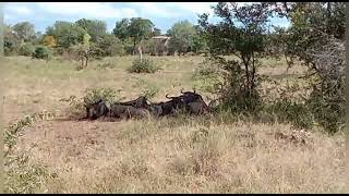 #South Africa #Herd of Wildebeest #Resting under the tree 🌲#kruger  National park