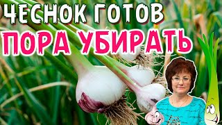 Уборка чеснока с Ларисой Флёр.ЧЕСНОК ГОТОВ, ПОРА УБИРАТЬ.