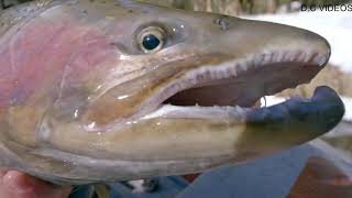 EARLY SPRING STEELHEAD GIANTS - Float Fishing Bobber Downs! - Top Fishing Videos