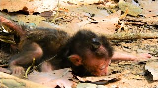 THIS IS VERY BREAKING HEART VIDEO _ THE MISERABLE LIFE OF NEWBORN BABY MONKEY ONE IN THE WOLRD.