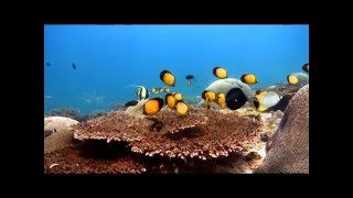 Coral Gardens Film of Oman