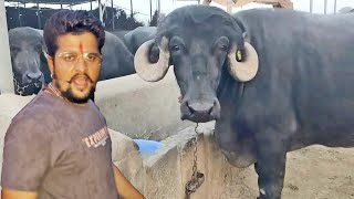 क्या हीरोइन जैसी गुजराती भैस ख़रीदले 😱😱😱#baawalechorevlogs #jafarabadibuffaloes #dailyvlog