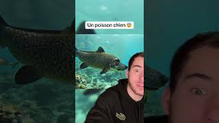 UN POISSON CHIEN ? 😨