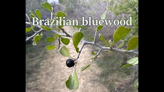 Brazilian bluewood fruits.