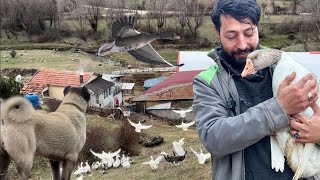 РЕДЖЕП И ЕГО МЕЧТЫ / МЫ КУПИЛИ ГУСЯ В ДЕРЕВНЕ / МЫ НАЧИНАЕМ ПРОИЗВОДСТВО ГУСЯ / ЛЕТАЮЩИЕ ГУСИ