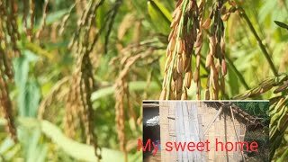 Episode :34 MY SWEET HOME .cutting the crops