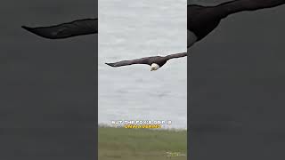 Mid-Air Battle - Fox Outwits Eagle in Epic Aerial Duel  🦅🌀🦊  #viral #shorts #animals