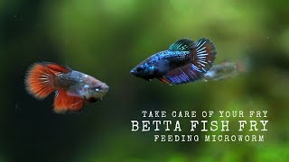 Betta fish Fry - feed with Microworm