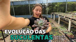 EVOLUÇÃO DAS SUCULENTAS | Greenhouse Suculentas