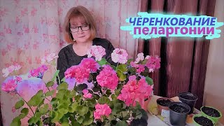 ЧЕРЕНКОВАНИЕ ПЕЛАРГОНИИ (герани). Кто черенкует первый раз, не черенкуйте осенью.