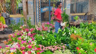 Bagbazar Sokher Haat Current Price Update Summer Season Flower Plants | Tala Haat In Kolkata