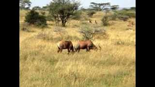 Topi Antelope Serengeti