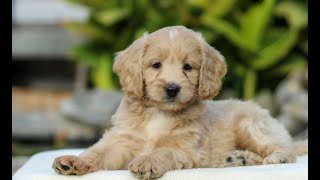 Mini Labradoodle Puppies for Sale