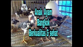 Anak ayam bangkok usia 31 hari !!