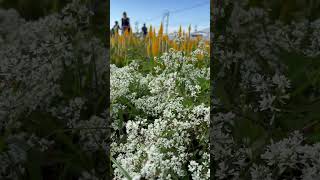 Snow White #evasabela  #flowers